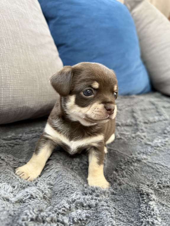 Собаки в других городах Московской области: Мальчик чихуахуа Генрих Мальчик, 60 000 руб. - фото 2