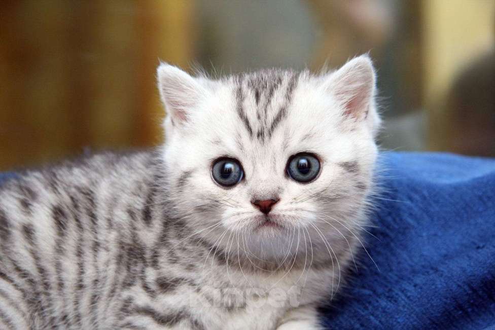 Кошки в Иркутске: Продам чистокровного британского котёнка. Девочка, 20 000 руб. - фото 9