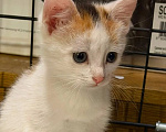 Кошки в Люберцах: Котята Ляля и Лёля срочный поиск ручек Девочка, Бесплатно - фото 7