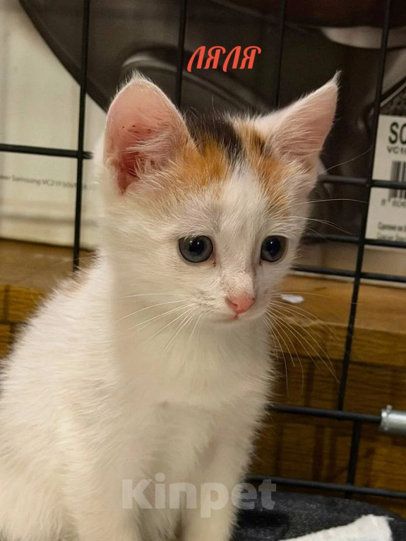 Кошки в Люберцах: Котята Ляля и Лёля срочный поиск ручек Девочка, Бесплатно - фото 7