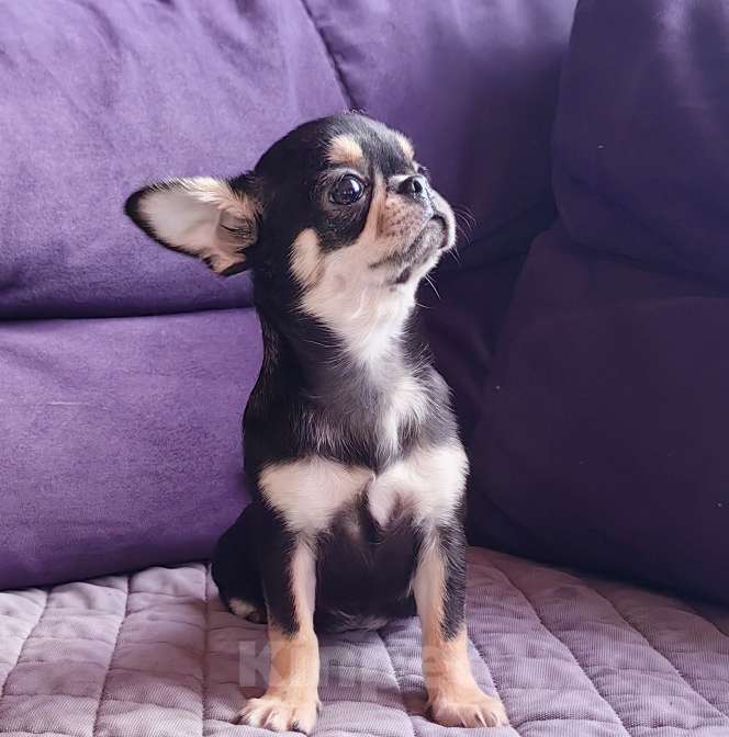 Собаки в Москве: Чихуахуа. Девочка. Мелкая. Девочка, 60 000 руб. - фото 2