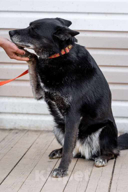 Собаки в Москве: Кама Девочка, Бесплатно - фото 7