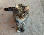 Кошки в Краснодаре: КОТИК ИЩЕТ ДОМ Мальчик, Бесплатно - фото 1