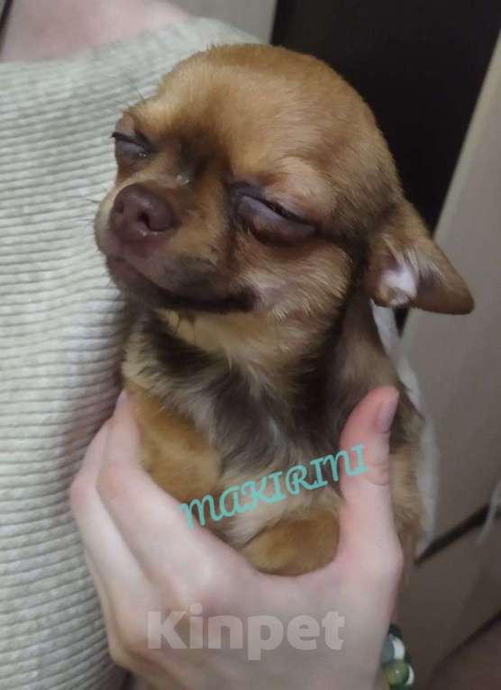 Собаки в Клине: Дунаша ищем «маму» Девочка, 15 000 руб. - фото 2