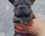 Собаки в Санкт-Петербурге: Французский бульдог щенки Разнополые, 45 000 руб. - фото 1
