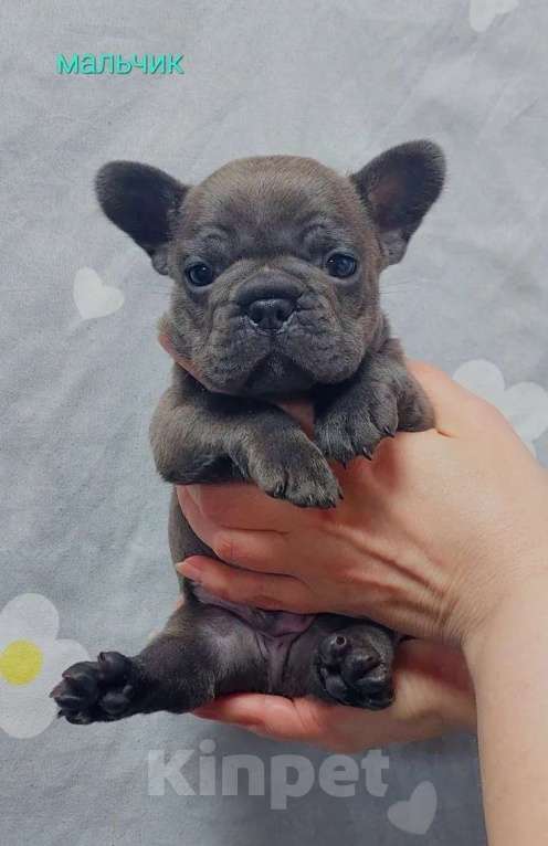 Собаки в Санкт-Петербурге: Французский бульдог щенки Разнополые, 45 000 руб. - фото 1