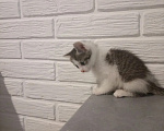 Кошки в Самаре: Котята в добрые руки Девочка, Бесплатно - фото 2