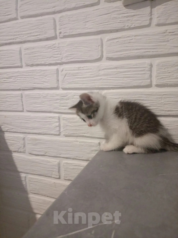 Кошки в Самаре: Котята в добрые руки Девочка, Бесплатно - фото 2