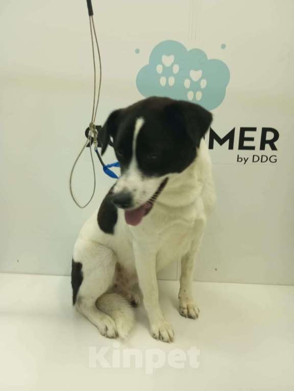 Собаки в Санкт-Петербурге: Отдам собаку бесплатно Девочка, Бесплатно - фото 2