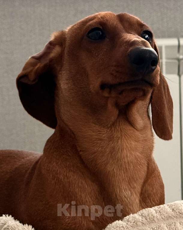 Собаки в Воронеже: Кобель для вязки❗️ Мальчик, 2 000 руб. - фото 1