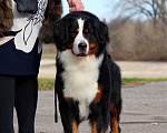 Собаки в Москве: Щенок Бернского Зенненхунда Мальчик, Бесплатно - фото 7