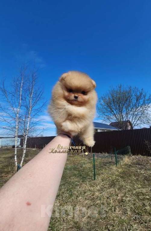 Собаки в Москве: Девочка померанского шпица в типе медвежонок Девочка, Бесплатно - фото 1
