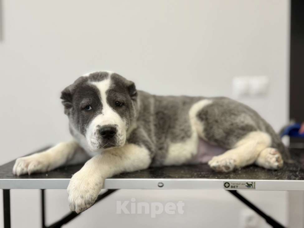 Собаки в Санкт-Петербурге: Заря Девочка, 50 000 руб. - фото 1