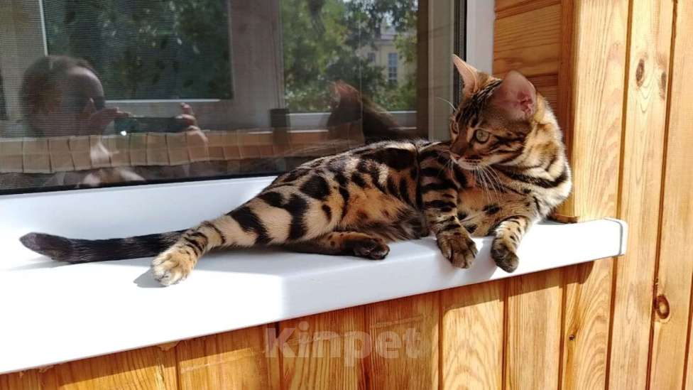 Кошки в Москве: Срочная продажа котенок девочка-подросток Девочка, Бесплатно - фото 4