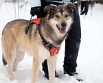 Собаки в Москве: Собака Мальчик, Бесплатно - фото 2