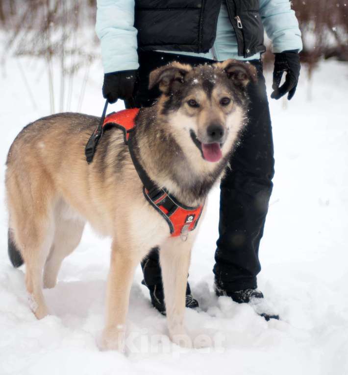 Собаки в Москве: Собака Мальчик, Бесплатно - фото 2