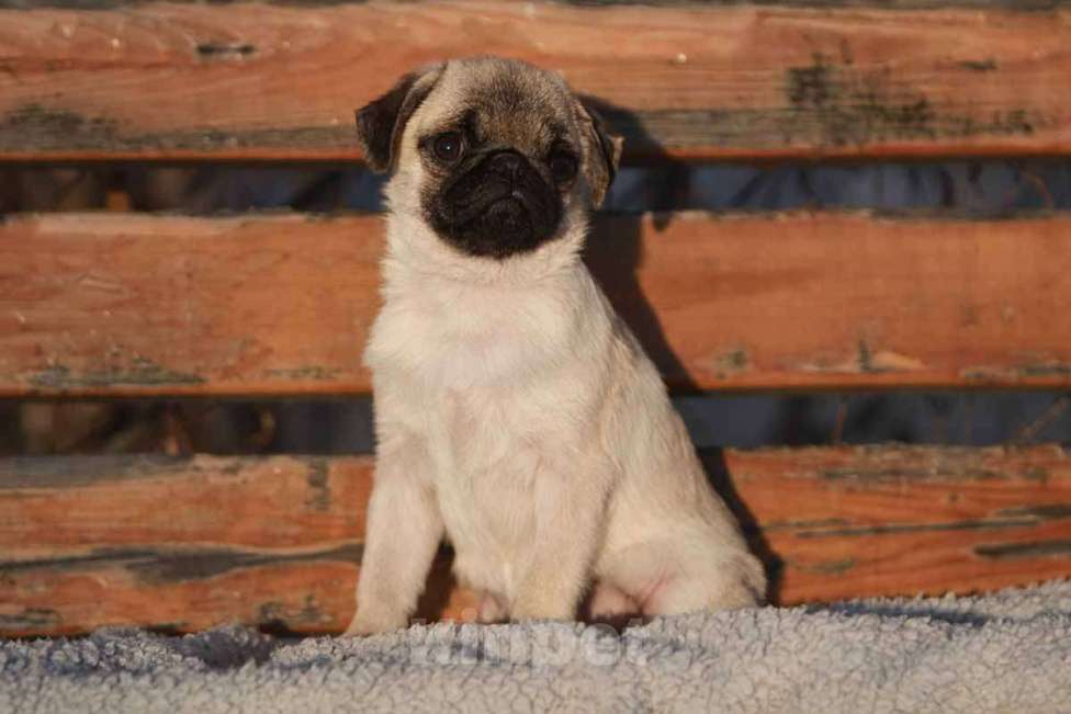 Собаки в Екатеринбурге: Мопс девочка красоточка Девочка, 35 000 руб. - фото 1