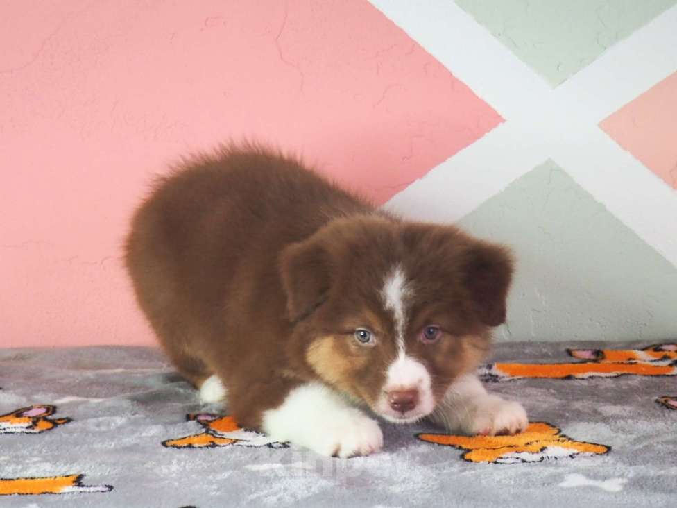 Собаки в Липецке: Австралийская овчарка Девочка, 90 000 руб. - фото 9