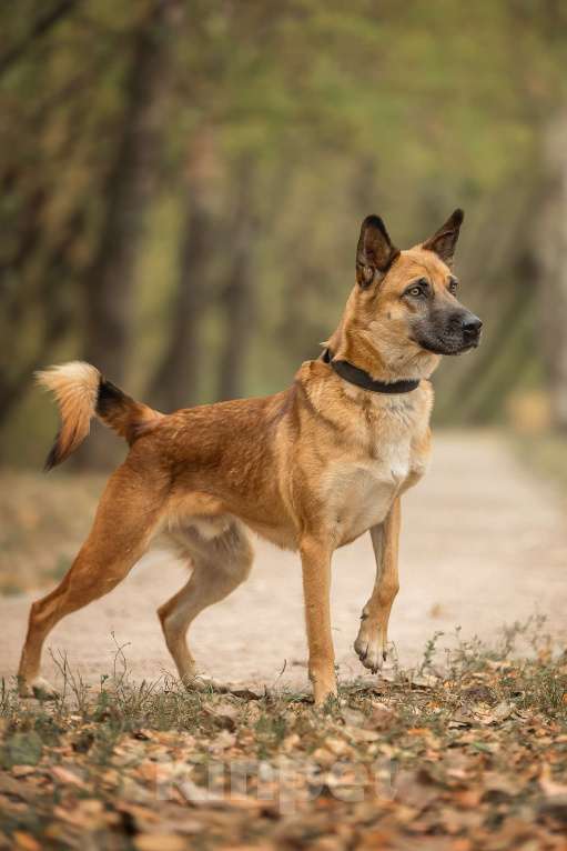 Собаки в Москве: Рыжик Мальчик, Бесплатно - фото 2