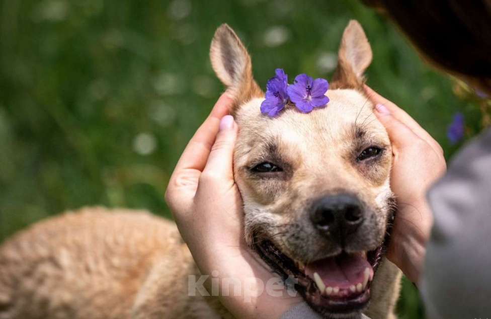 Собаки в других городах Владимирской области: Красавица Адель в добрые руки Девочка, Бесплатно - фото 3