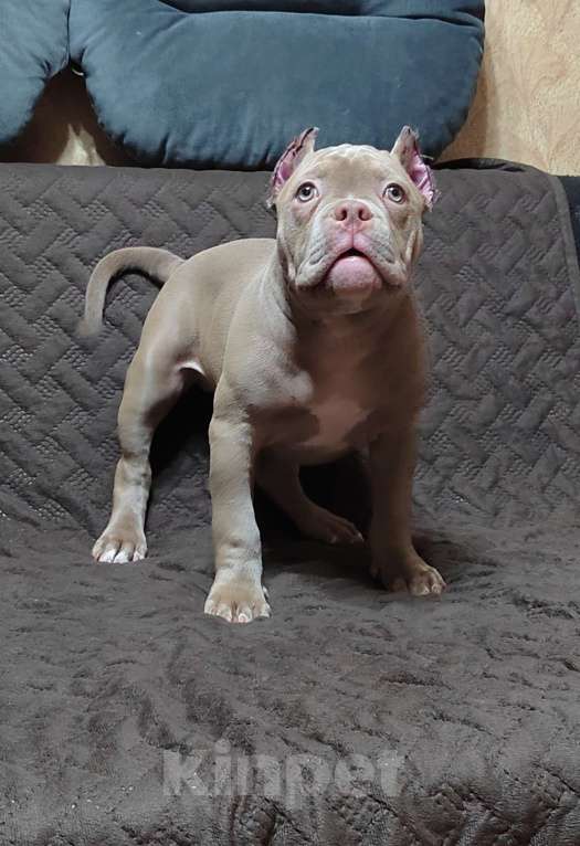 Собаки в Оренбурге: Американский булли  в типе покет Мальчик, 65 000 руб. - фото 4