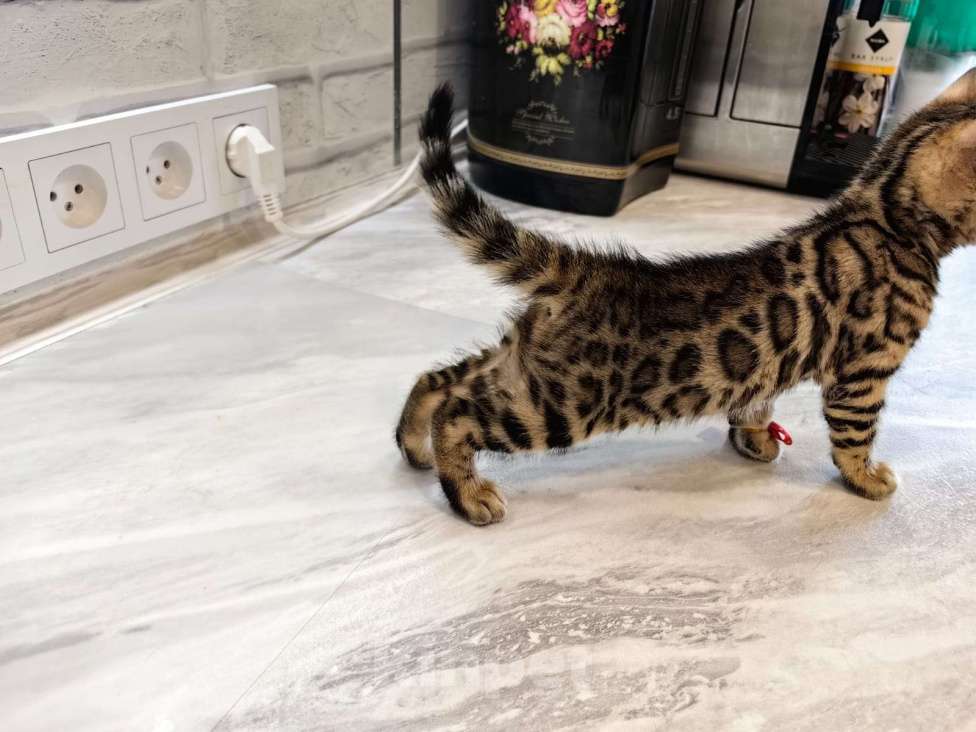 Кошки в Иркутске: Бантик Девочка, 35 000 руб. - фото 5