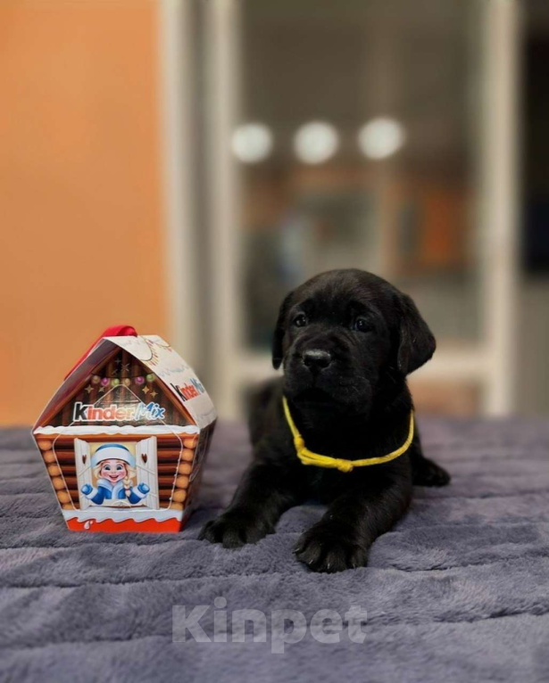 Собаки в Жуковском: Щенок лабрадора, РКФ Девочка, 65 000 руб. - фото 7