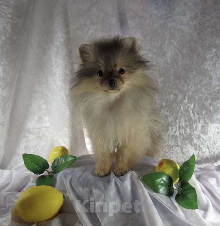 Собаки в Москве: Померанский шпиц Мальчик, Бесплатно - фото 1