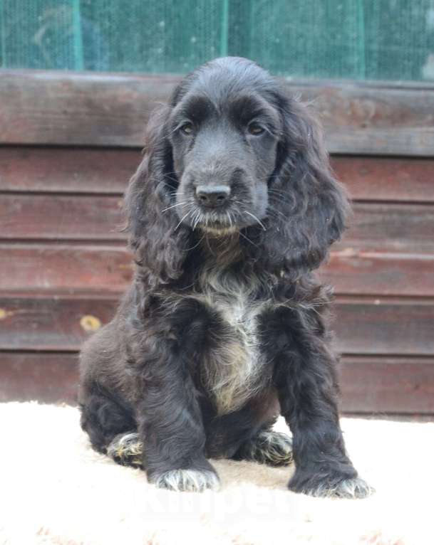 Собаки в Зеленограде: Английский кокер спаниель щенки Девочка, 40 000 руб. - фото 1