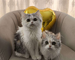 Кошки в Новосибирске: Пушистое чудо  Девочка, 30 000 руб. - фото 5