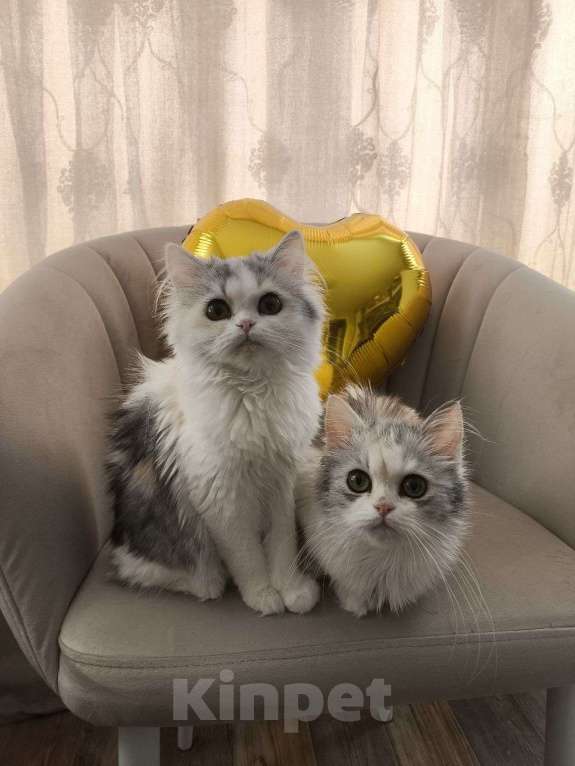 Кошки в Новосибирске: Пушистое чудо  Девочка, 30 000 руб. - фото 5