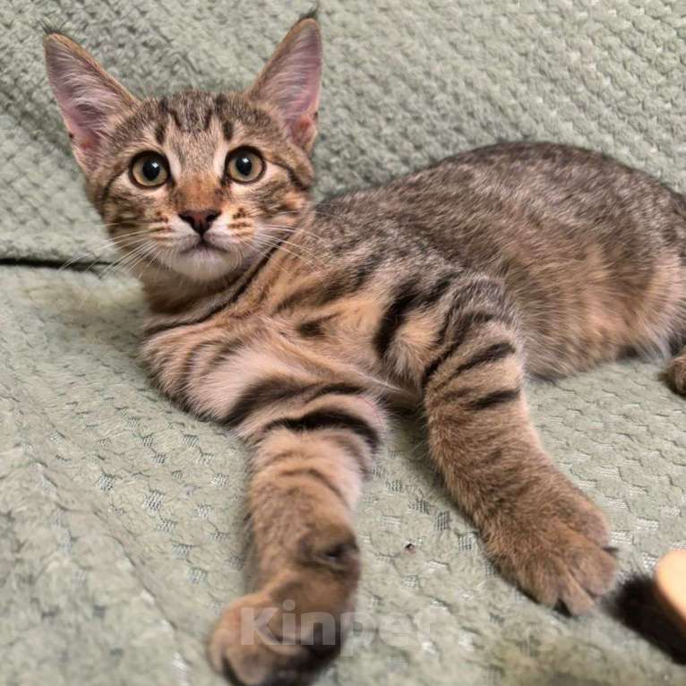 Кошки в Москве: Двухмесячный котенок Марсик Мальчик, Бесплатно - фото 4