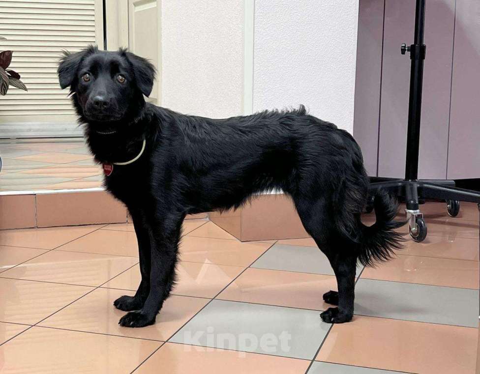 Собаки в Москве: А какой взгляд! Девочка, Бесплатно - фото 5