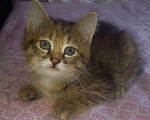 Кошки в Бору: Кошечка Девочка, 100 руб. - фото 1