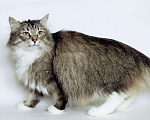 Кошки в Новосибирске: Сибирская кошечка в поисках дома!, Бесплатно - фото 1