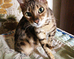 Кошки в Курлово: Пристраиваю кошка порода, Бесплатно - фото 2