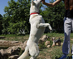Собаки в Москве: Голубоглазый лабрадор Скарлет в дар Девочка, Бесплатно - фото 5