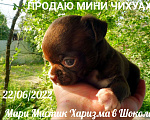 Собаки в Санкт-Петербурге: Большой выбор щенков чихуахуа из питомника РКФ Мальчик, 150 000 руб. - фото 7