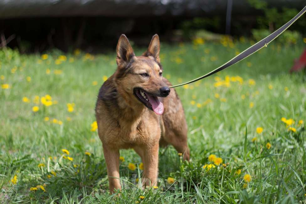 Собаки в Москве: Рада Девочка, Бесплатно - фото 4