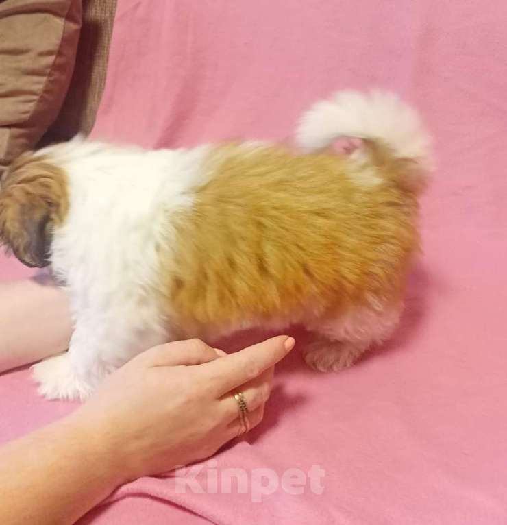 Собаки в Санкт-Петербурге: Девочка ши тцу  Девочка, 40 000 руб. - фото 2