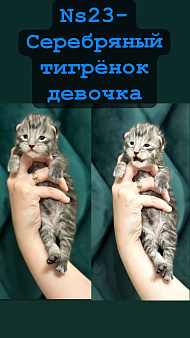 Объявление: Шикарные котята мейн-кун открыт резерв , 25 000 руб., Санкт-Петербург