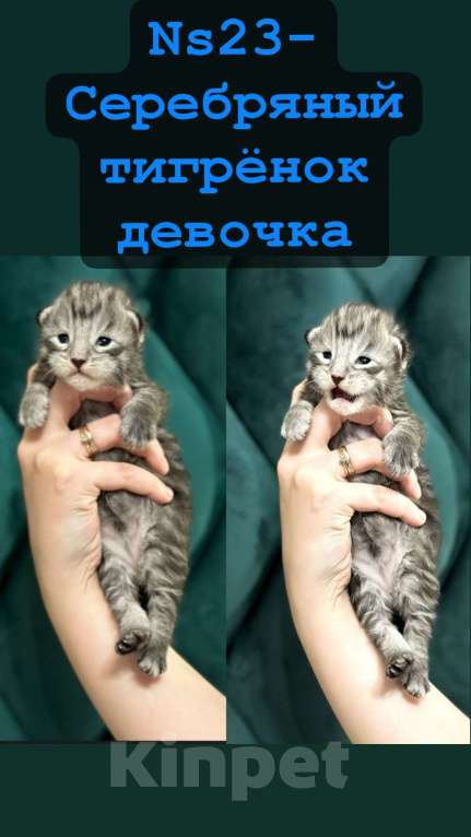 Кошки в Санкт-Петербурге: Шикарные котята мейн-кун открыт резерв  Девочка, 25 000 руб. - фото 1