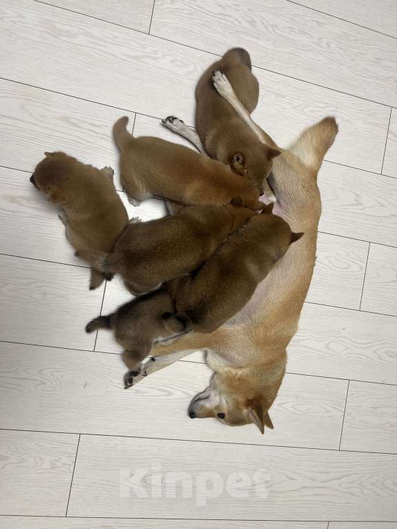 Собаки в Химках: Сиба ину— японская лаечка Девочка, Бесплатно - фото 1