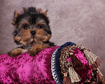 Собаки в Москве: Йоркширский  красавчик Ювентус Мальчик, 45 000 руб. - фото 6
