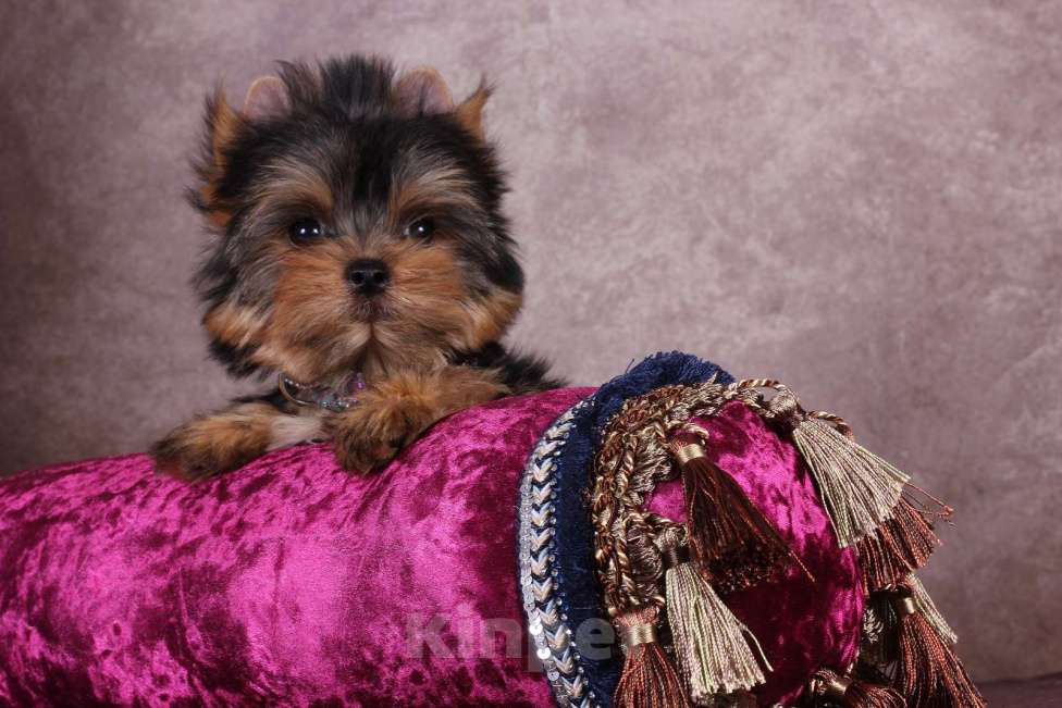 Собаки в Москве: Йоркширский  красавчик Ювентус Мальчик, 45 000 руб. - фото 6