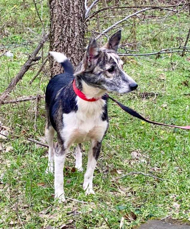 Собаки в Ростове-на-Дону: Красивая и ласковая собачка в добрые руки Девочка, Бесплатно - фото 3