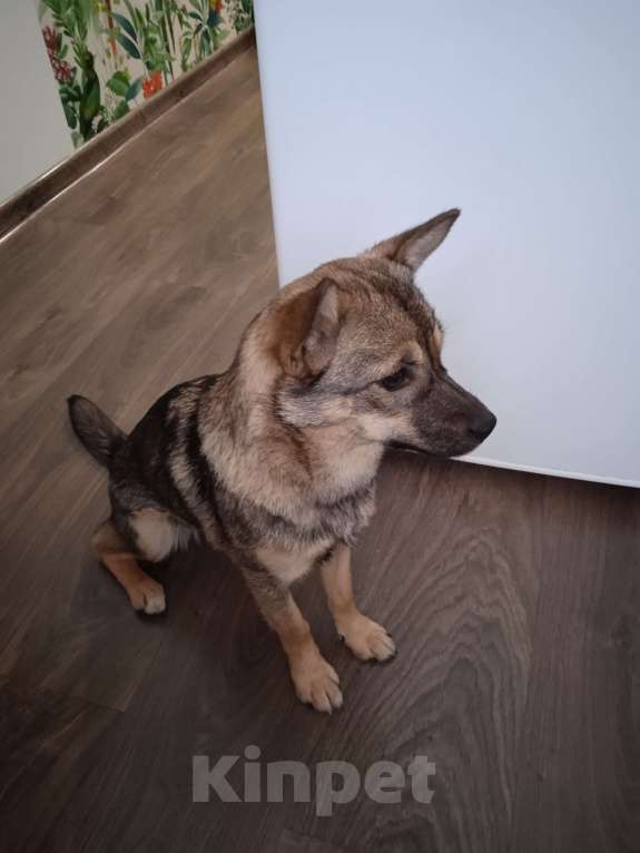 Собаки в других городах Калининградской области: Собачка ищет хозяина Девочка, Бесплатно - фото 4