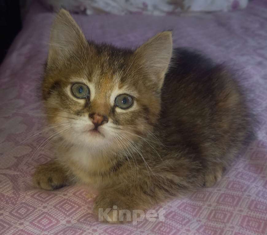 Кошки в Бору: Кошечка Девочка, 100 руб. - фото 1