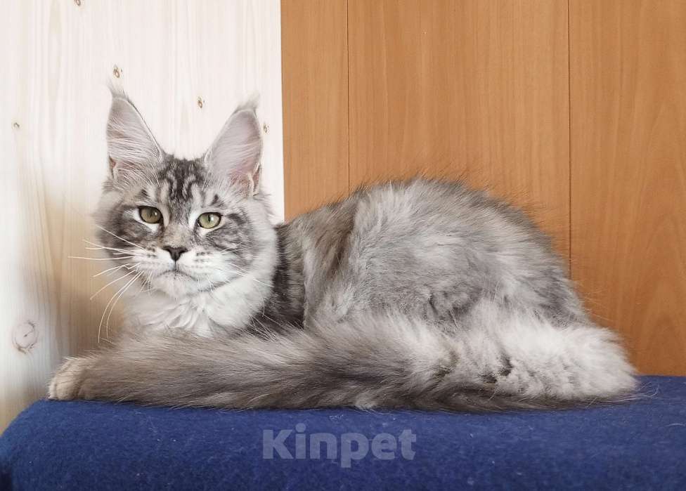 Кошки в Владимире: Кошечка мейн-кун Девочка, 50 000 руб. - фото 4