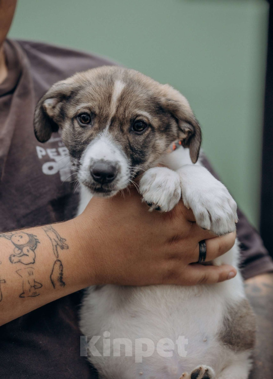 Собаки в Москве: Щенок в добрые руки бесплатно Москва Девочка, Бесплатно - фото 3